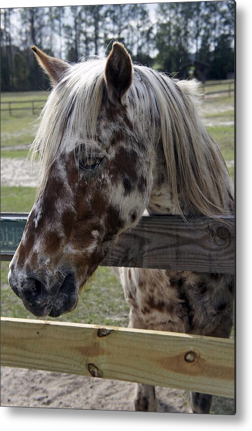 Mill Creek Farm Metal Print featuring the photograph Blind but Beautiful by Laurie Perry