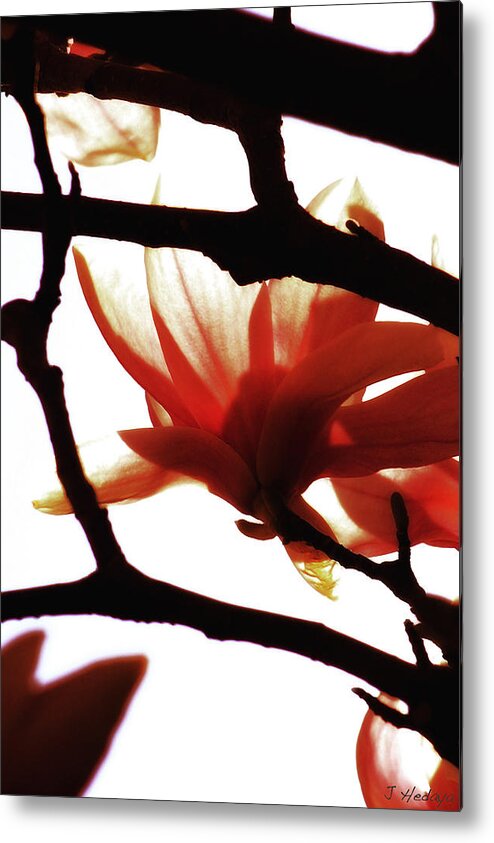 Flower Metal Print featuring the photograph Blossom Abstract by Joseph Hedaya