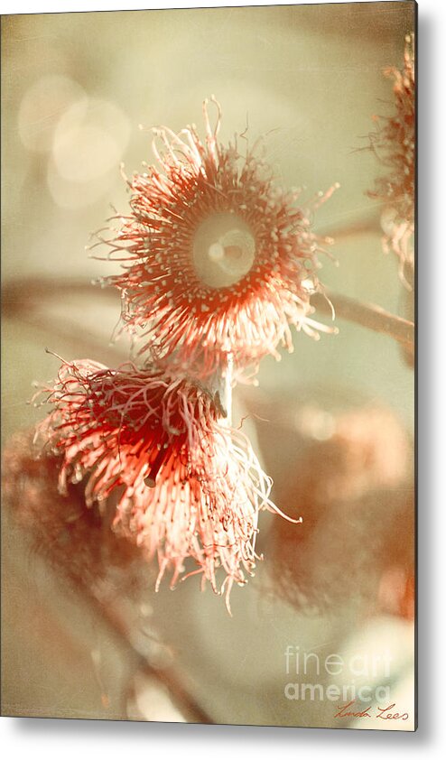 Blossom Metal Print featuring the photograph Blossom and Bokeh by Linda Lees