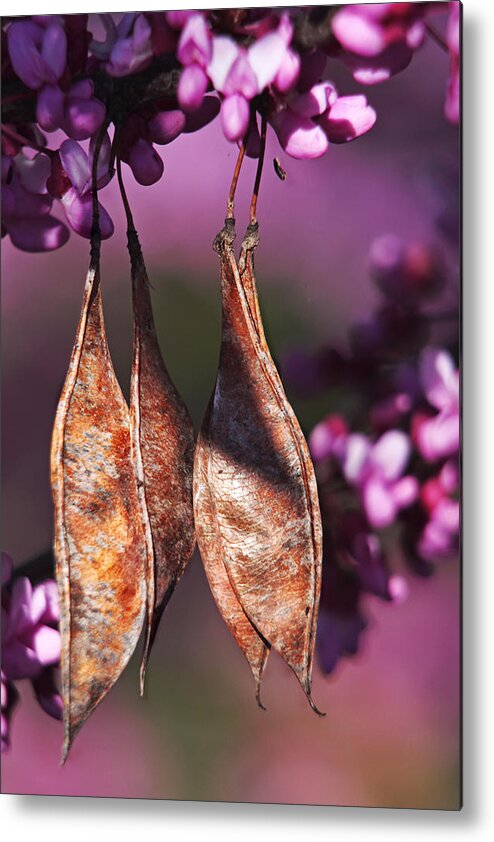Eastern Rosebud Metal Print featuring the photograph Blossoms and Seedpods by Theo OConnor