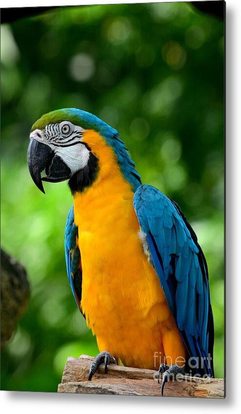 Parrot Metal Print featuring the photograph Blue and yellow gold macaw parrot by Imran Ahmed