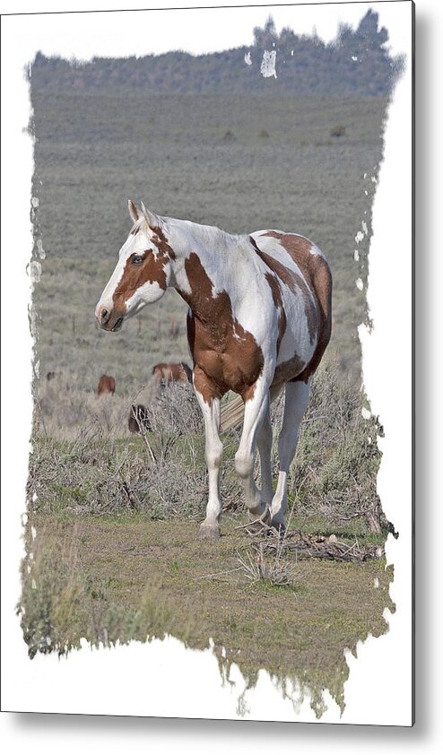 Horse Metal Print featuring the photograph Blue Eyed Paint by Judy Deist