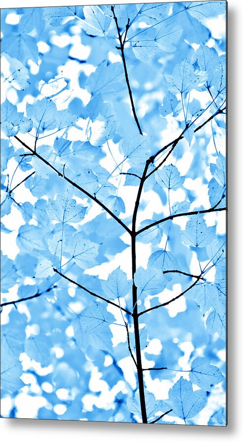 Leaf Metal Print featuring the photograph Blue Leaves Melody by Jennie Marie Schell