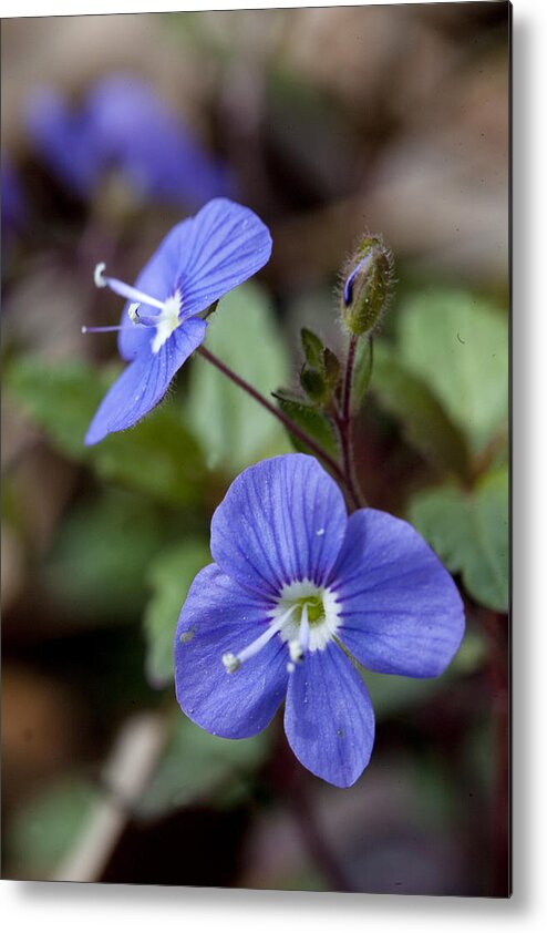 Blue Metal Print featuring the photograph Blue Speedwell by Robert Camp