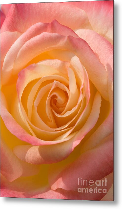 Rose Metal Print featuring the photograph Blushing Rose by Sarah Schroder