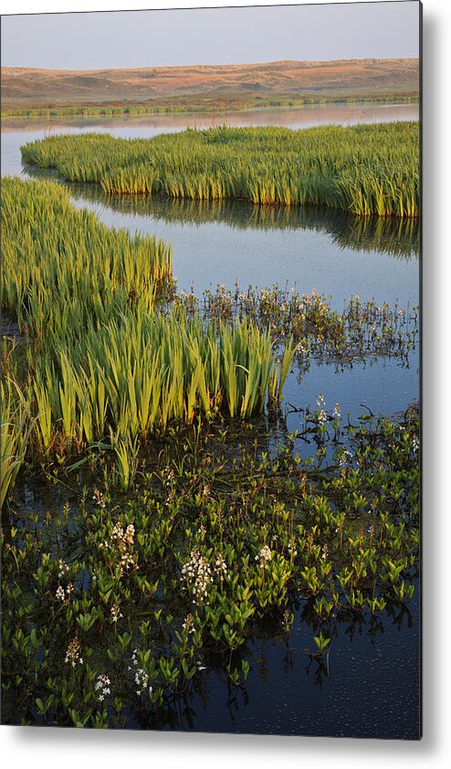 Heike Odermatt Metal Print featuring the photograph Bogbean And Yellow Iris Flowering by Heike Odermatt