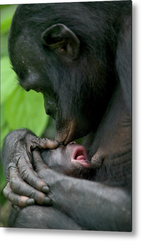 00620697 Metal Print featuring the photograph Bonobo Kissing New Newborn by Cyril Ruoso