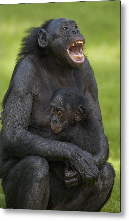Feb0514 Metal Print featuring the photograph Bonobo Mother And Baby by San Diego Zoo