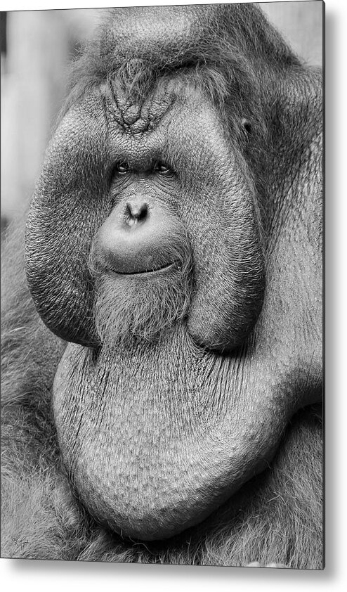 Orangutan Metal Print featuring the photograph Bornean Orangutan III by Lourry Legarde