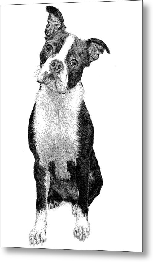Boston Terrier Metal Print featuring the drawing Boston Terrier by Rob Christensen