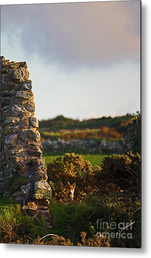 Fox Metal Print featuring the photograph Botallack Fox at Sunset by Terri Waters