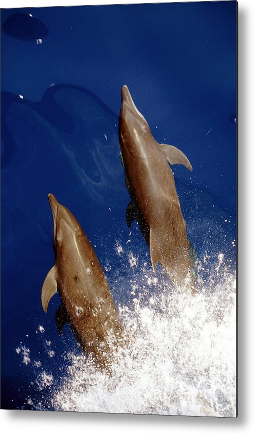 No People; Vertical; Outdoors; Day; Overhead View; Two Animals; Nature; Wildlife; Sunlight; Idyllic; Sea; Wave; Water; Bottlenose Dolphin; Tursiops Truncatus; Sealife Metal Print featuring the photograph Bottlenose Dolphins Tursiops Truncatus by Anonymous