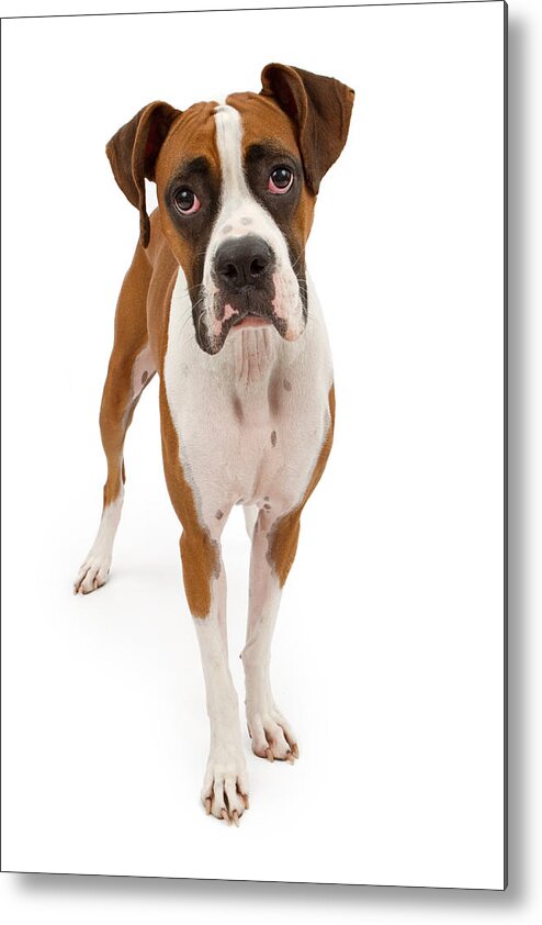 Dog Metal Print featuring the photograph Boxer Dog Isolated on White by Good Focused