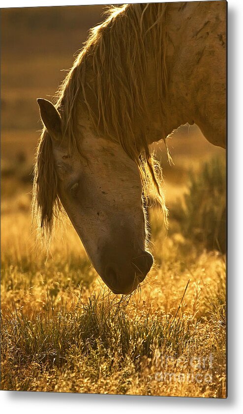 Wild Horse Metal Print featuring the photograph Breakfast - Signed by J L Woody Wooden