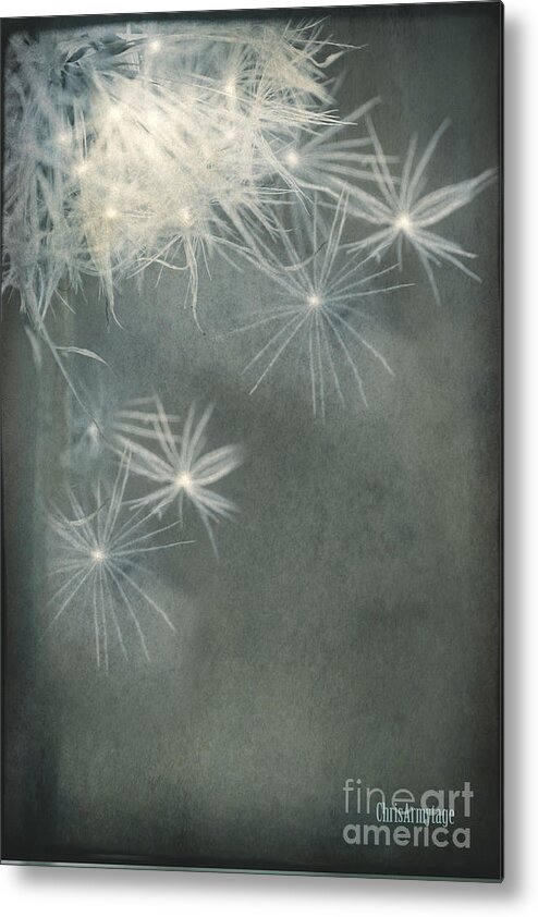 Dandelion Metal Print featuring the photograph Breaking free ... by Chris Armytage