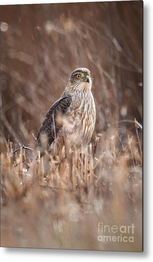 Avian Metal Print featuring the photograph Broad-winged Hawk by Ronald Lutz