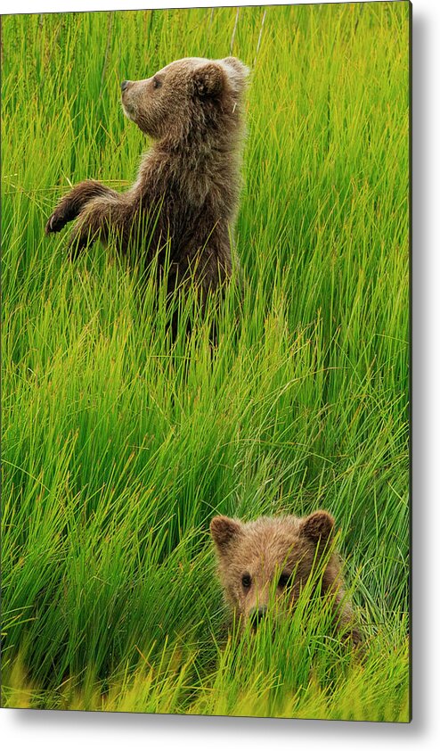 Brown Bear Metal Print featuring the photograph Brown Bear Cubs, Lake Clark National by Mint Images/ Art Wolfe