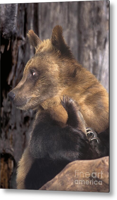 Brown Bear Metal Print featuring the photograph Brown Bear Tackles an Itchy Foot Endangered Species Wildlife Rescue by Dave Welling