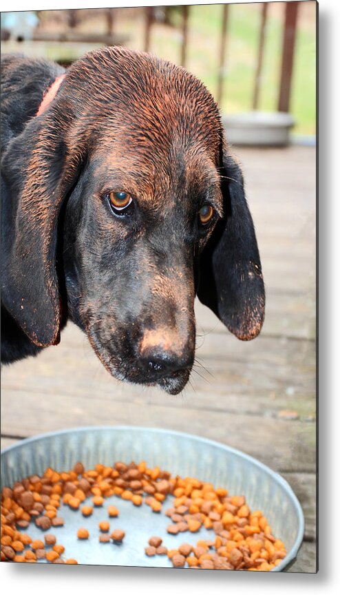 Hound Dog Metal Print featuring the photograph Brown Noser by Jennifer Robin