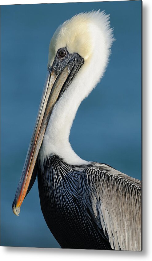 Pelican Metal Print featuring the photograph Brown Pelican Portrait by Bradford Martin