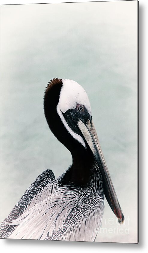 Bird Metal Print featuring the photograph Brown Pelican by Teresa Zieba