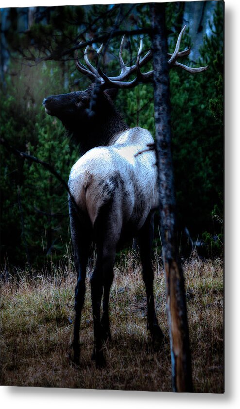 Wyoming Metal Print featuring the photograph Bull Elk in Moonlight by Lars Lentz