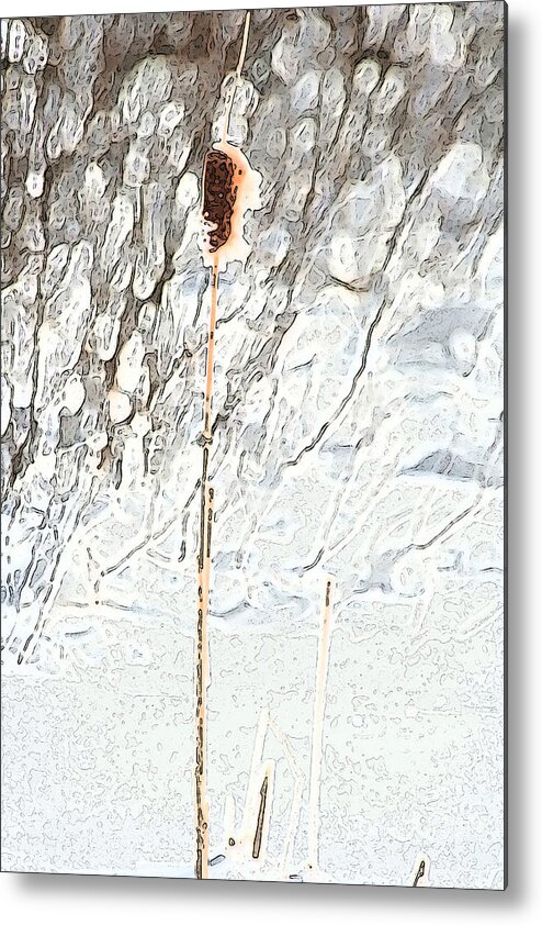 Bulrush Metal Print featuring the photograph Bulrush in Snow by Dr Carolyn Reinhart