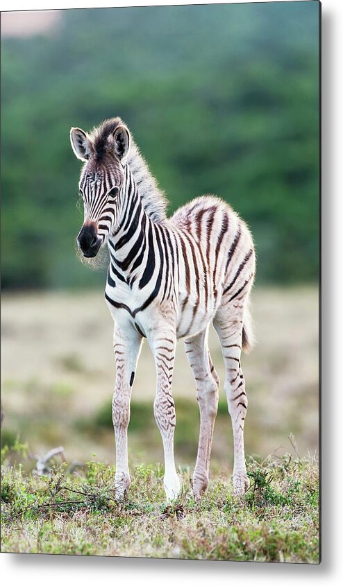 Animal Metal Print featuring the photograph Burchells Zebra Foal by Peter Chadwick