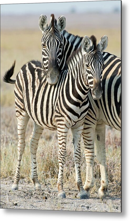 Africa Metal Print featuring the photograph Burchell's Zebra by Tony Camacho