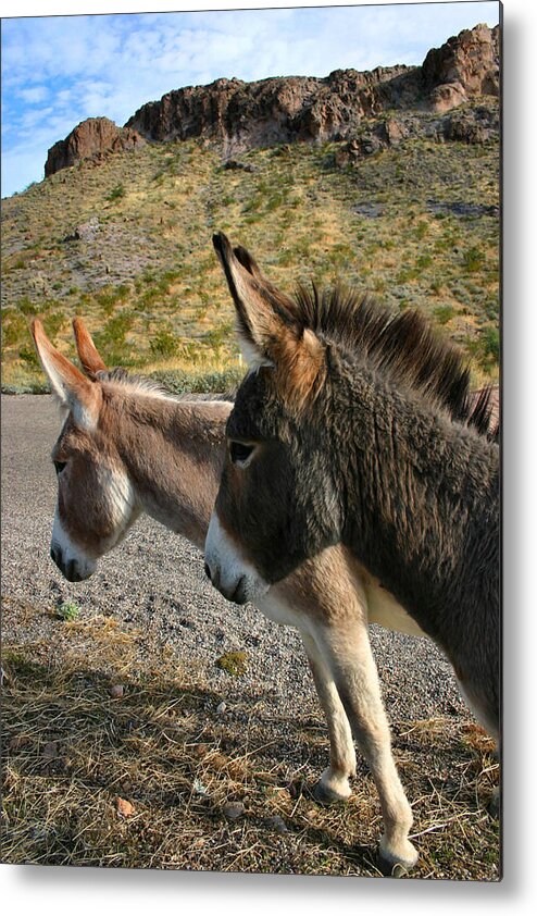 Mules Metal Print featuring the photograph Burros by Kristin Elmquist