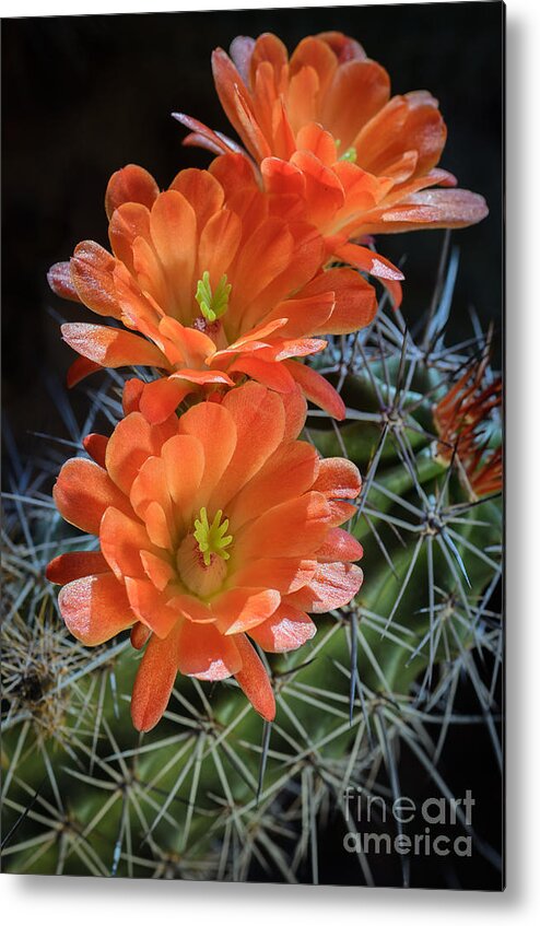 Orange Cactus Flower Metal Print featuring the photograph Burst of Orange by Tamara Becker