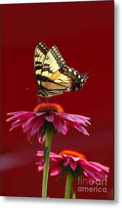Yellow Butterfly Metal Print featuring the photograph Butterfly 2 2013 by Edward Sobuta