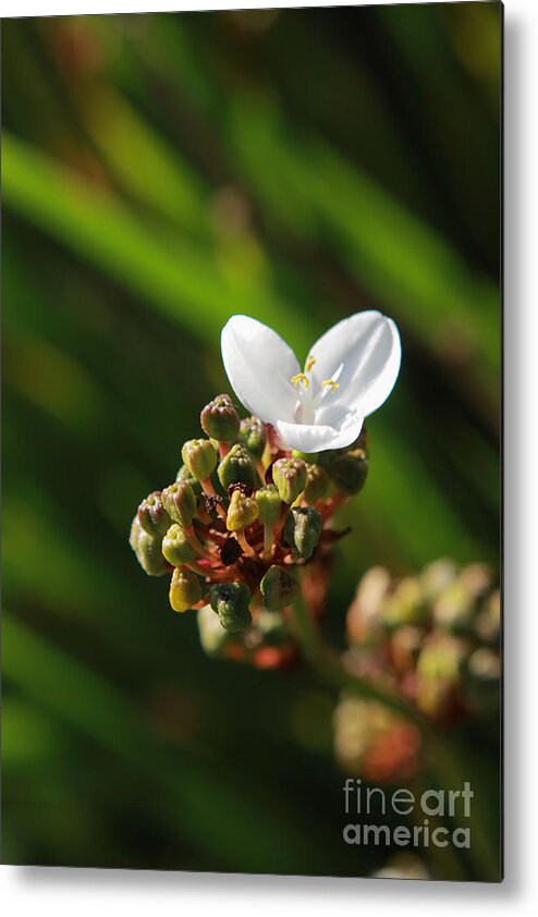 Flower Metal Print featuring the photograph Butterfly Flower by Aidan Moran