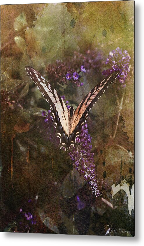 Butterfly Metal Print featuring the photograph Butterfly by John Rivera