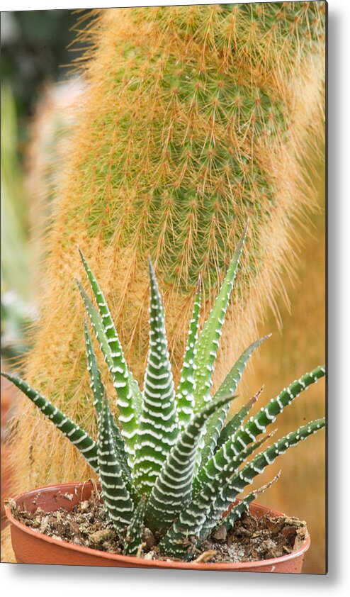 Cacti Metal Print featuring the photograph Cacti Partners 1 by Douglas Barnett