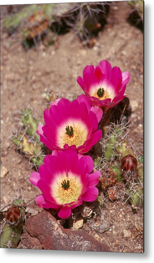 Flower Metal Print featuring the photograph Cactus 1 by Andy Shomock
