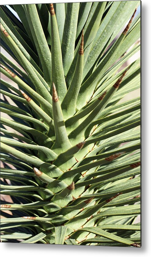  Metal Print featuring the photograph Cactus 2 by Cheryl Boyer