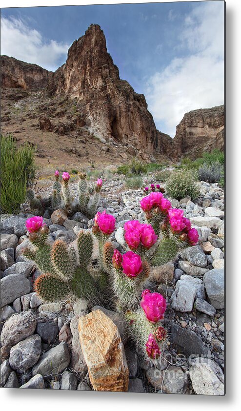 Flowers Metal Print featuring the photograph Cactus Blooms by Bill Singleton
