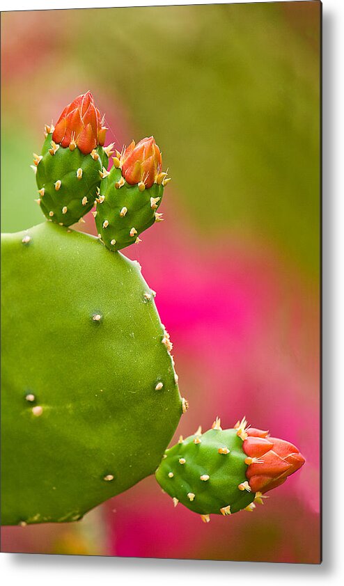 Cactus Metal Print featuring the photograph Cactus Flower by Lisa Chorny