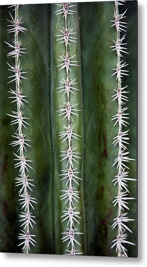 Venlo Metal Print featuring the photograph Cactus Needles by John Doornkamp / Design Pics