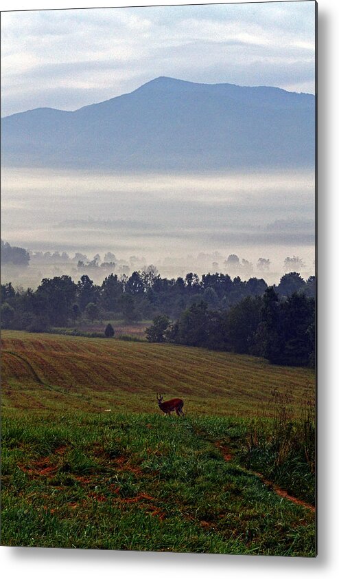Deer Metal Print featuring the photograph Cades Cove - Misty Morning by George Bostian