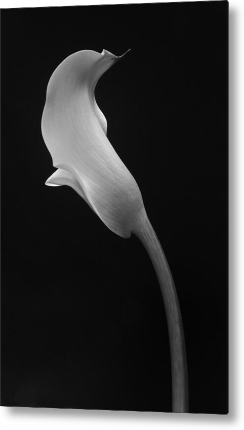 Cala Lilly Metal Print featuring the photograph Cala Lilly 1 by Ron White