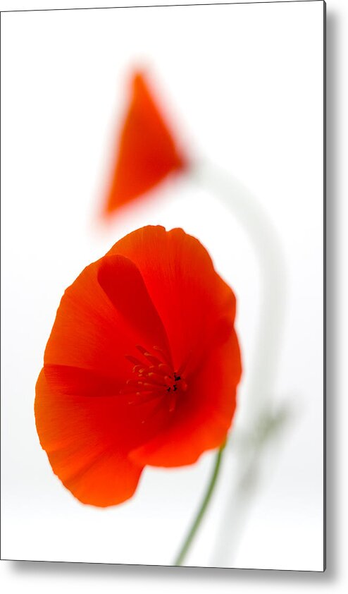 Flower Metal Print featuring the photograph Californian Poppies 2 by Peter OReilly