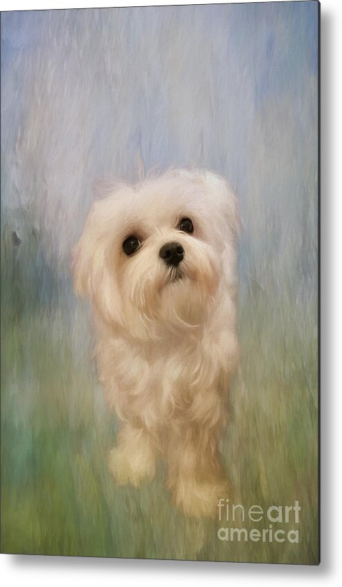 Dog Metal Print featuring the digital art Can We Play Now by Lois Bryan