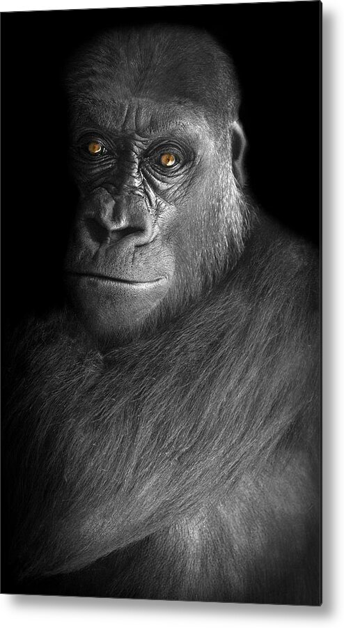 Gorilla Metal Print featuring the photograph Can't Escape by Diana Angstadt