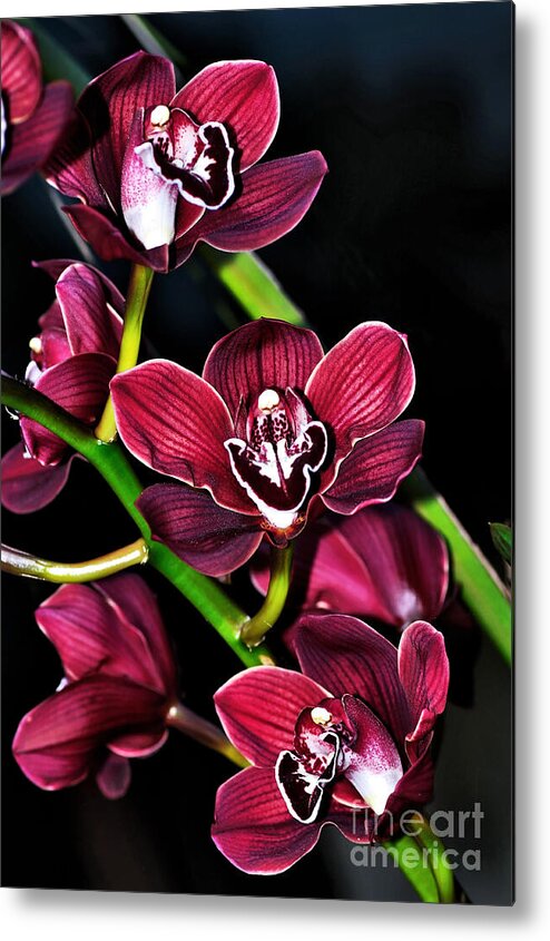 Photography Metal Print featuring the photograph Cascading Red Orchids by Kaye Menner