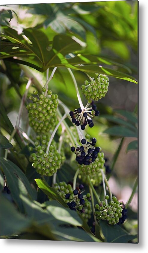 Angiosperm Metal Print featuring the photograph Castor Oil Plant (fatsia Japonica) Berries by Maria Mosolova/science Photo Library