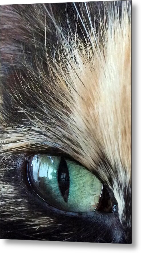 Eye Metal Print featuring the photograph Cat's eye by Kate Gibson Oswald