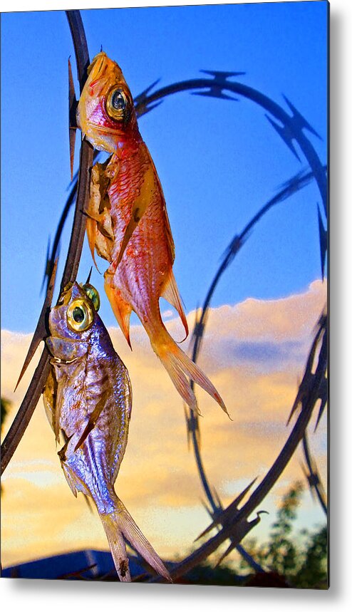 Fish Metal Print featuring the photograph Catch of the Day by Richard Stedman