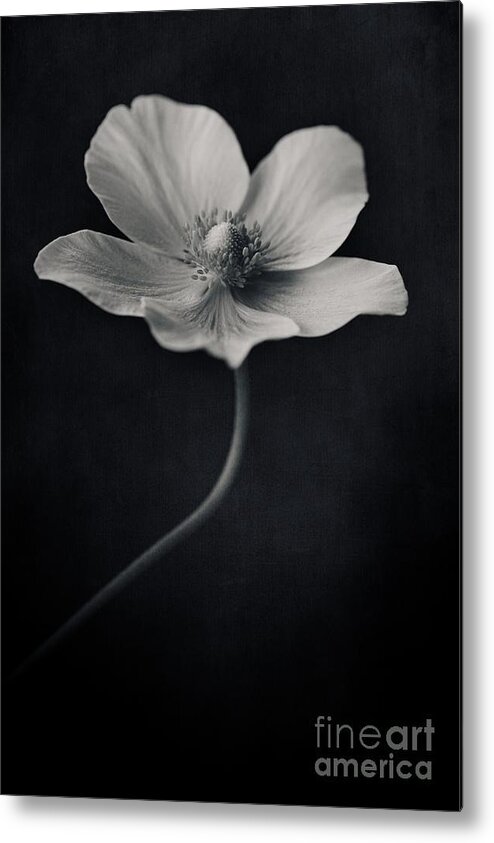 Anemone Metal Print featuring the photograph Catch The Light by Priska Wettstein